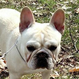 Clover - French Bulldog