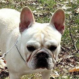 Clover - French Bulldog