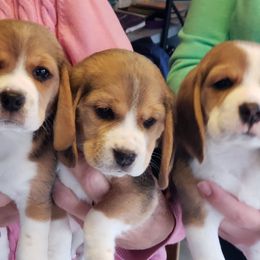 Beagle Puppies from Everwind Beagles