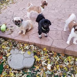 Shih Tzu Puppies from Carla Johnson