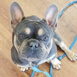 Hobbs - French Bulldog