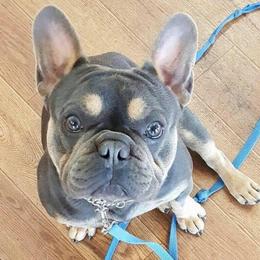 Hobbs - French Bulldog