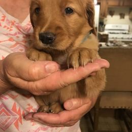 Golden Retriever Puppies from Benjamin Irving Goldens