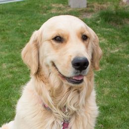 Blaze - Golden Retriever