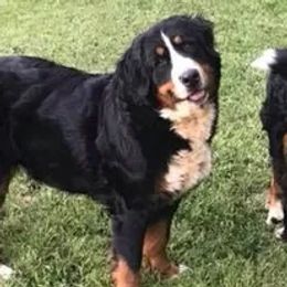 Cassandra - Bernese Mountain Dog