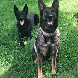German Shepherd All Grown Up from Vickery Shepherds