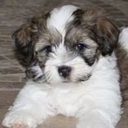 Gemstone Havanese breeder of 