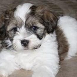 Gemstone Havanese breeder of 