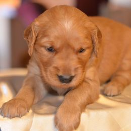 Golden Retriever Puppies from Benjamin Irving Goldens