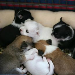Chihuahua Puppies from Toyville Chihuahuas
