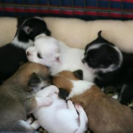 Chihuahua Puppies from Toyville Chihuahuas