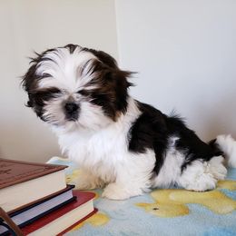 Shih Tzu All Grown Up from Carla Johnson