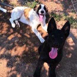 German Shepherd Puppies from Lost Creek German Shepherds LLC