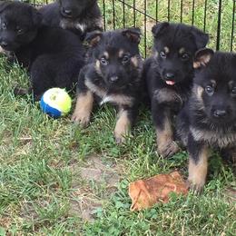 German Shepherd Puppies from Tatum Kennels