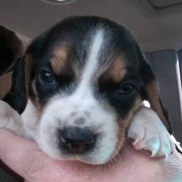 Beagle and Soft Coated Wheaten Terrier Puppies from Blueprint Beagles