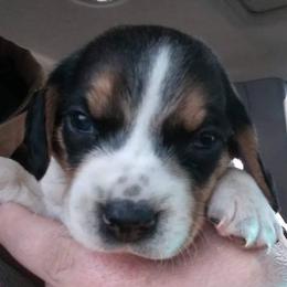 Beagle and Soft Coated Wheaten Terrier Puppies from Blueprint Beagles