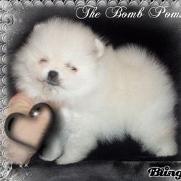 Pomeranian Puppies from The Bomb Poms