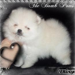 Pomeranian Puppies from The Bomb Poms