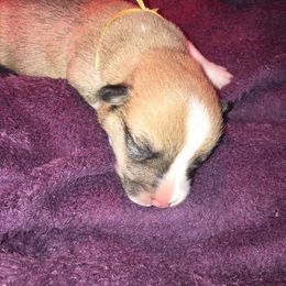 Pembroke Welsh Corgi Puppies from Sarah McConnell