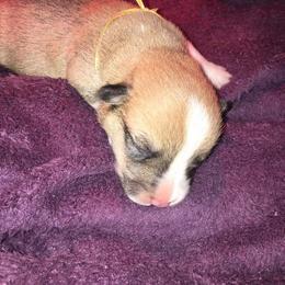 Pembroke Welsh Corgi Puppies from Sarah McConnell