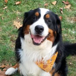 Bane - Bernese Mountain Dog
