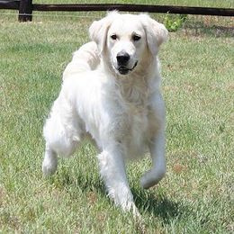 Golden Retriever adult dog