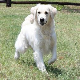 Golden Retriever adult dog