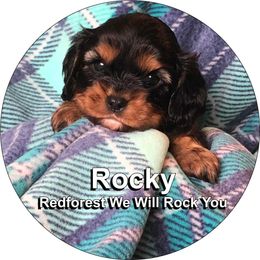 Cavalier King Charles Spaniel Puppies from Redwood Forest Cavaliers