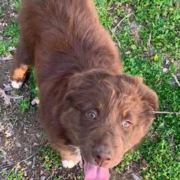 Australian Shepherd Puppies from IQ Farms Australian Shepherds