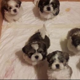 "Duke and Duchess 1st litter...we are missing one pup in this pic" Great Dane and Shih Tzu Puppies from Empire Royalty and Majestic Dane