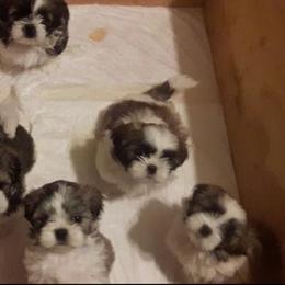 "Duke and Duchess 1st litter...we are missing one pup in this pic" Great Dane and Shih Tzu Puppies from Empire Royalty and Majestic Dane