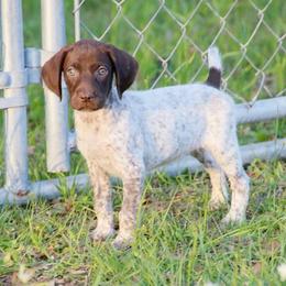 German Shorthaired Pointer and Labrador Retriever Puppies from LL Gun Dogs, LLC