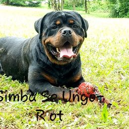 Simba Se Ungo Rot - Rottweiler