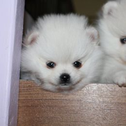 Pomeranian Puppies from Medicine Lodge Poms Llc