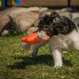 Labradoodle and Poodle Puppies from Grace Kennel