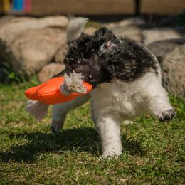 Labradoodle and Poodle Puppies from Grace Kennel