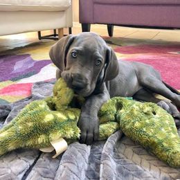 Bernese Mountain Dog and Great Dane Puppies from Stonebrook Gentle Giants