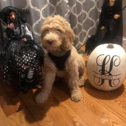 Bernedoodle and Goldendoodle Puppies from Doodling All Day Goldendoodles & Bernedoodles