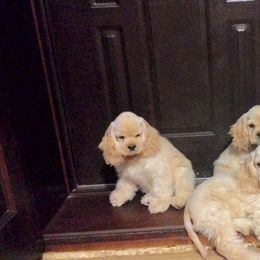 Cocker Spaniel Puppies from Windrider Kennel