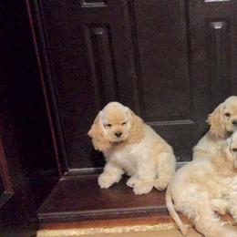 Cocker Spaniel Puppies from Windrider Kennel