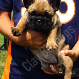 English Bulldog and French Bulldog Puppies from ClayBulldogs