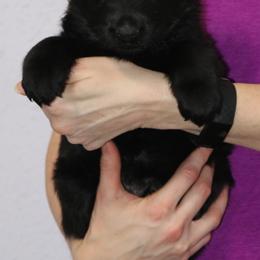 German Shepherd Puppies from Aus der Asche