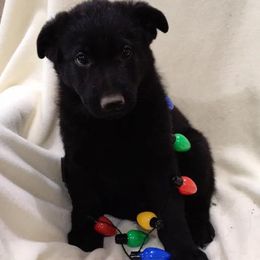 German Shepherd Puppies from Stevens German Shepherds