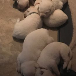 Labrador Retriever Puppies from Granite Creek Kennel