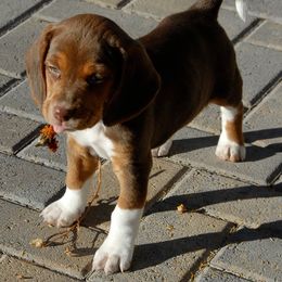 Beagle Puppies from Parmelee Beagles