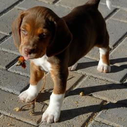Beagle Puppies from Parmelee Beagles