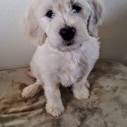 Goldendoodle Puppies from Bear Lake Bearded Retrievers