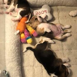 Great Dane and Beagle Puppies from Fleur de Lis