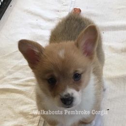 Pembroke Welsh Corgi Puppies from Walkabout's Pembroke Corgi's