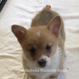 Pembroke Welsh Corgi Puppies from Walkabout's Pembroke Corgi's
